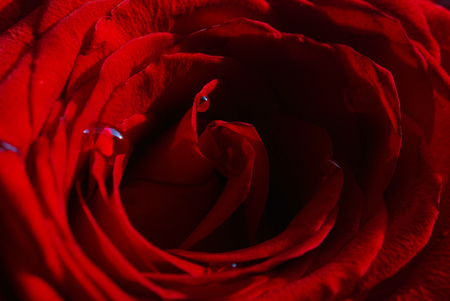 red roseの写真素材