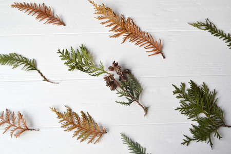Conifer pattern. Natural background. Conifefer background. Christmas background. Evergreen branches.