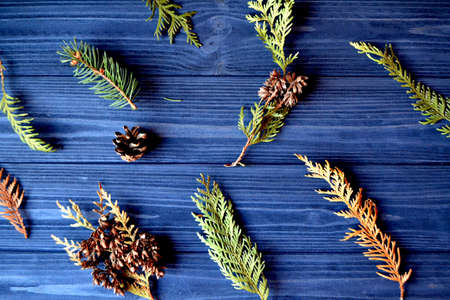 Evergreen pattern. Floral background. Flat lay of fir tree branches on the dark blue wooden table.の写真素材