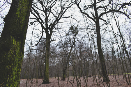 Walk in the winter forest. Falling leaves. Seasonal woods.
