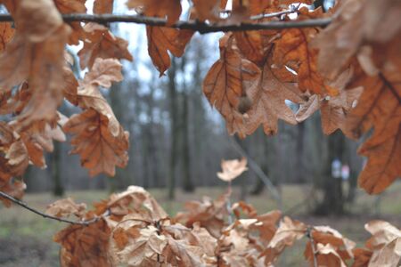 Oak tree leaves in the forest. Autumn-winter seasons.の写真素材