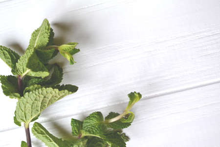 Fresh mint on the white wooden table.
