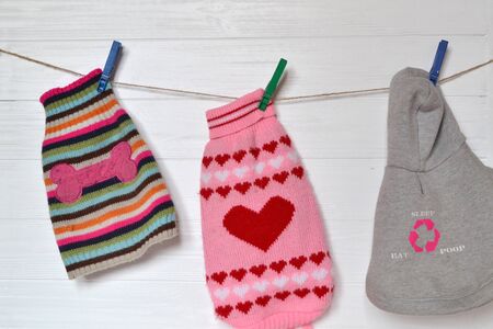 Colorful dog's cloth. Terrier's cloth.