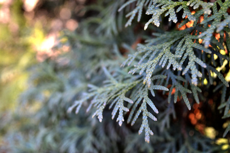 Conifer background. Conifer texture. Green natural background.
