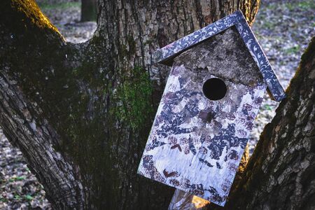 Colorful birdhouse on the tree. Nesting box.の写真素材