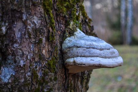 The mushroom on the trunk of the tree
