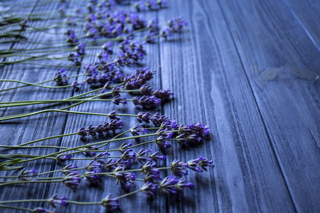 Fresh lavender flowers on a dark blue wooden background.の写真素材