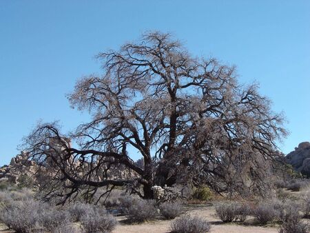 Big treeの写真素材