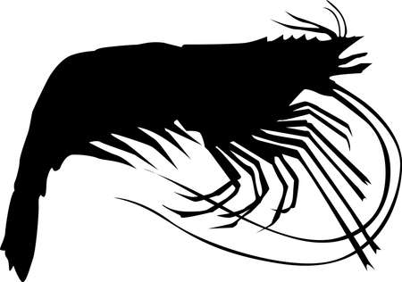 Shrimpの写真素材