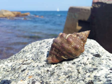 Live shell just caught from the Atlantic ocean.の写真素材