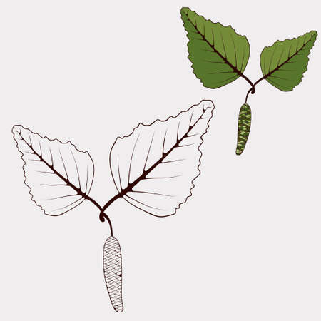 elements of nature, black and white outline and drawing in color.のイラスト素材