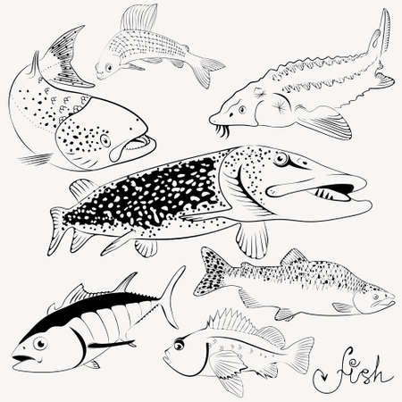 Vector collection of stylized fish. Pike, tuna, pink salmon, perch, sturgeon.Line art. Sea and river inhabitants. Set. Food.のイラスト素材