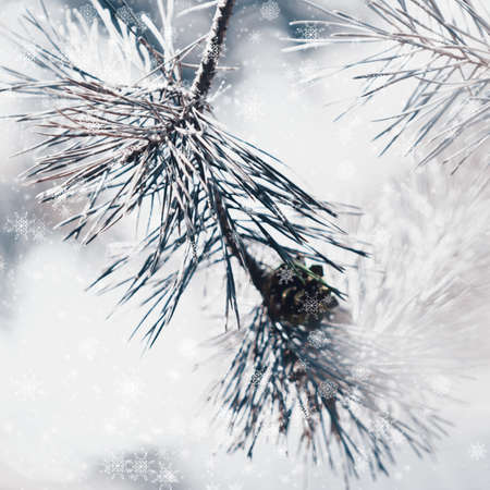 Frozen winter  fir tree or pine branch with bokeh, Christmas background.の写真素材