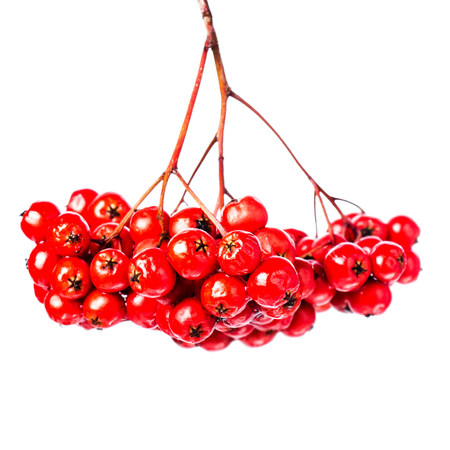Winter berry Christmas branch with red holly berries hanging isolated on white background. Festive rowan berries close up.の写真素材