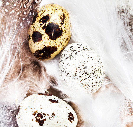 Beautiful Quail Eggs on  white feathers background, macro. HQ photo of quail eggs with copy space, square composition.の写真素材
