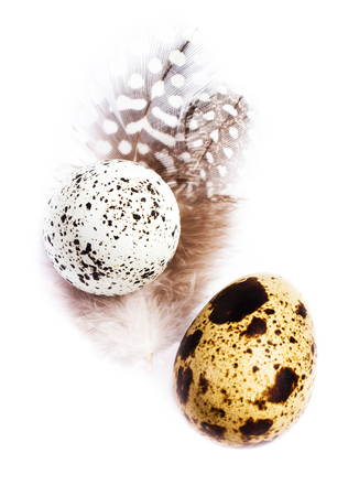 Two  Quail Eggs with feathers isolated on white background, macro. HQ photo of quail eggs with copy space for text.の写真素材