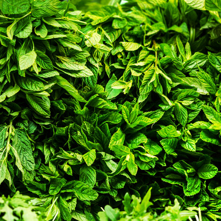 Fresh Herbs Background close up. Fresh raw mint leaves background, square.の写真素材