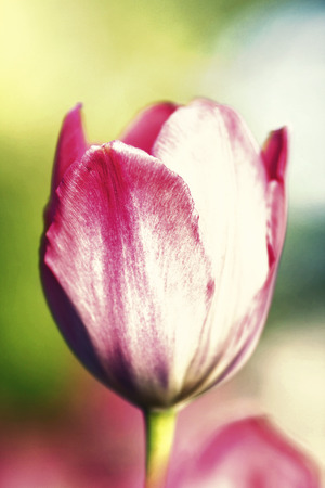 Single Tulip on a blur background of nature. Summer flower background.
の写真素材
