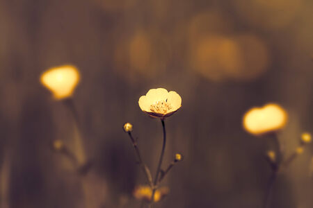 Vintage Flowers background,  Field of  Pale Pink Flowers  closeup.