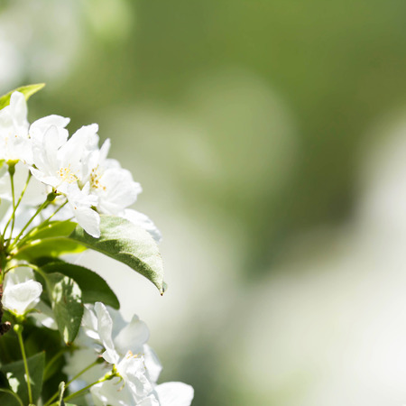 Spring border or background with white blossom with natural light bokehの写真素材