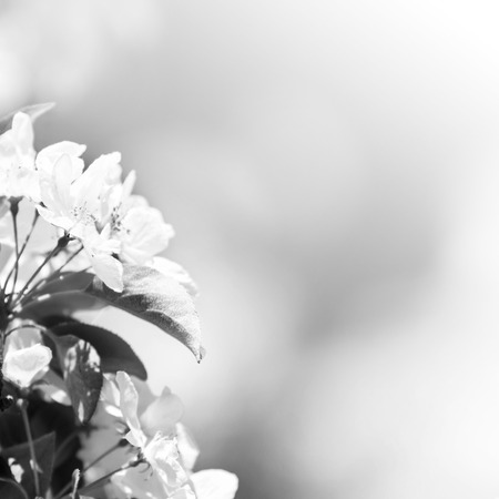 Spring border or background with white blossom with natural light bokeh grey color.の写真素材