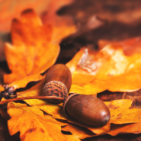 Autumn leaves with acorns over wooden background with empty copy space for text. 	Abstract autumn backdropの写真素材