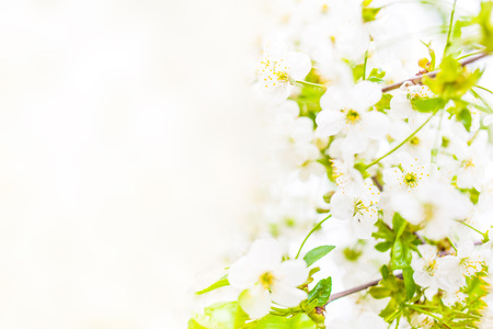 Spring blossom. Spring white flowers design border background with copy spaceの写真素材