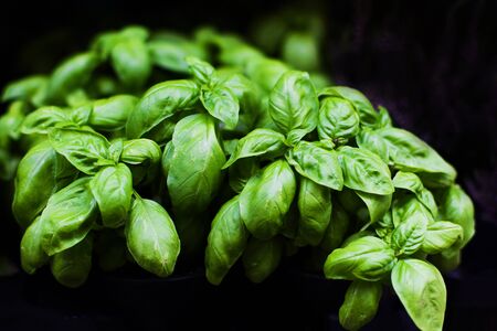 Fresh green basil plant for cooking on black background close up, selective focus.の写真素材