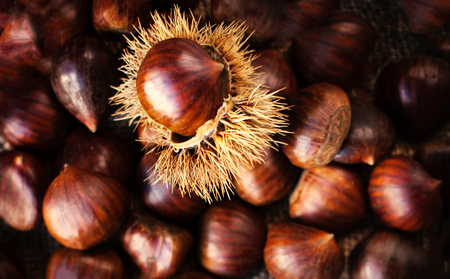 Ripe chestnuts on old wooden table and sack napkin close up with copy space. Raw Chestnuts for Christmasの写真素材