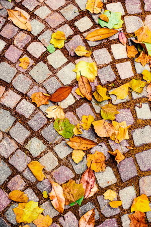 Autumn leaves outdoor. Beautiful  Colorful foliage in the autumn park. Fall concept