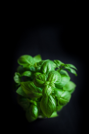 Fresh green basil plant in a pot for healthy cooking over black  background with copyspace.  Healthy eating vegetable vegetarian food ingredients. Herbs and spices. の写真素材
