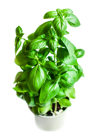 Fresh green basil plant in a pot for healthy cooking isolated on white background. Healthy eating vegetable vegetarian food ingredients. Herbs and spices. の写真素材