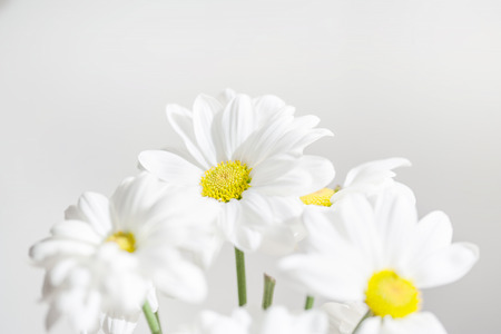 Bunch of White Daisy flowers  on bright  background close up. Spring Daisy flowers wallpaper.の写真素材