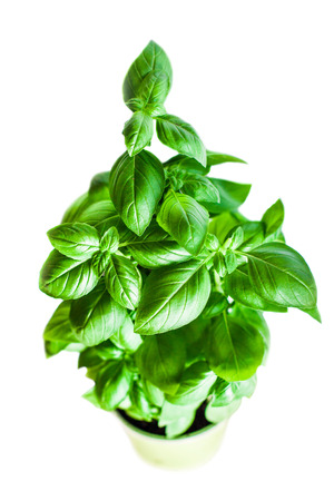 Potted Fresh green basil plant for healthy cooking isolated on white background. Healthy eating vegetable vegetarian food ingredients. Herbs and spices. の写真素材