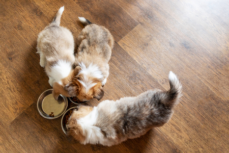 Cute  Puppies eating dry food at home.  Beautiful  Dogs eat food from  one common bowl. Top viewの写真素材