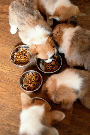 Puppies Eating dry food at home. Group of Beautiful Welsh Corgi Pembroke Puppies  eat food from bowl. View directly aboveの写真素材