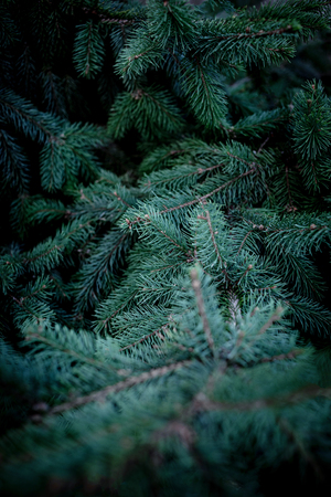 Christmas fir tree branches Background. Christmas pine tree wallpaper. Copy space.