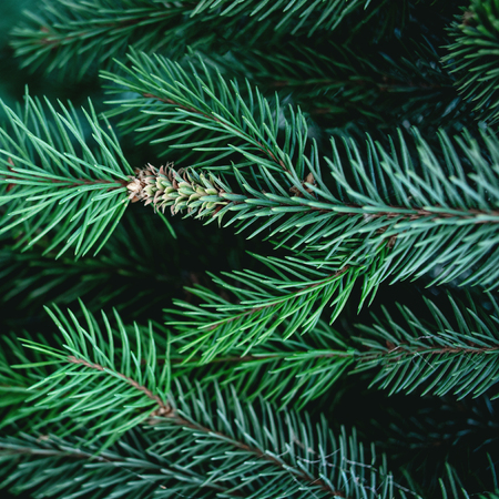 Christmas  Background with beautiful green pine tree brunch close up. Copy space.