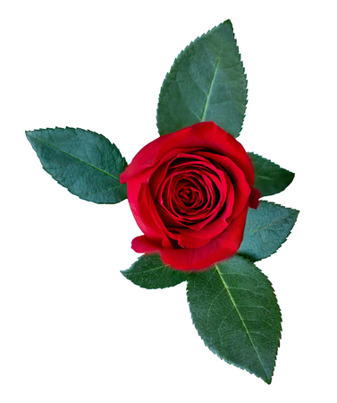 Red rose flower  with green leaves isolated on white background. Detailed  Beautiful rose. Top viewの写真素材