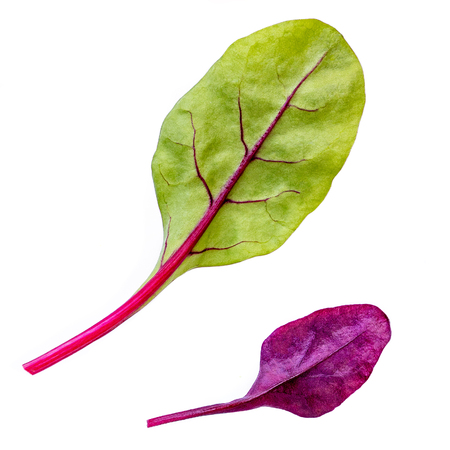 Salad leaves Macro. Mangold or chard leaf isolated on white background.  Flat lay. Food concept. の写真素材