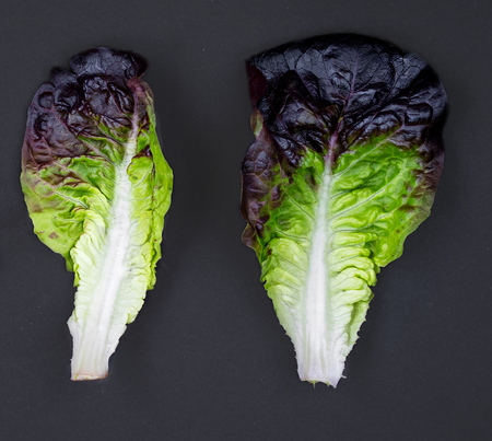 Purple ettuce leaves on black background. Collection of Purple Oakleaf lettuce salad  set. Healthy dieting conceptの写真素材