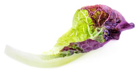 Salad leaf. Purple Lettuce leaf  isolated on white backgroundの写真素材