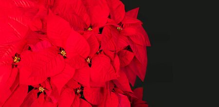 Christmas Star Flower  Red Poinsettia. Copyspace. Top viewの写真素材