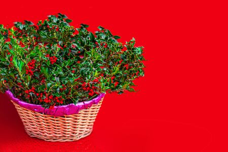 Christmas Holly with Red Berries on a Xmas market.  Traditional Xmas symbol. Holly branches closed upの写真素材