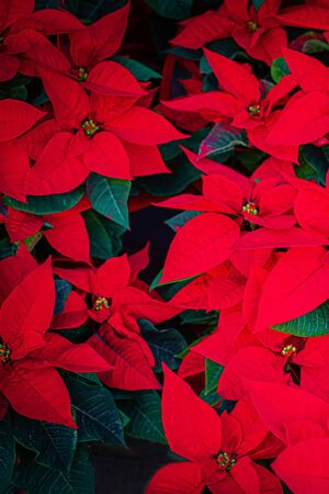 Poinsettia Flower. Christmas Symbol - Red Poinsettia as a Backgroundの写真素材