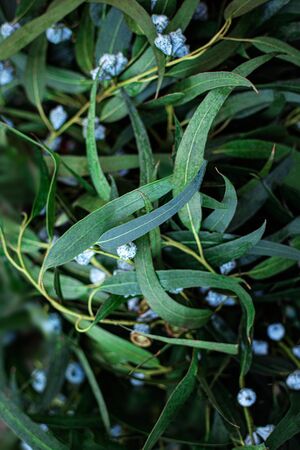 Christmas Mistletoe plant. Nature background. Traditional Xmas symbol Omela. Happy new year.