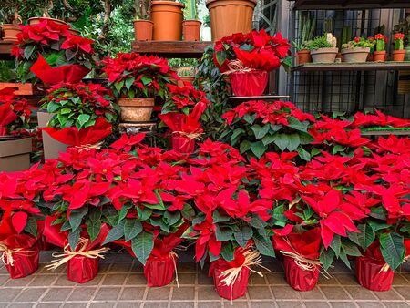  Poinsettia in a pot. Red Poinsettia Flowers on a Christmas Market. の写真素材