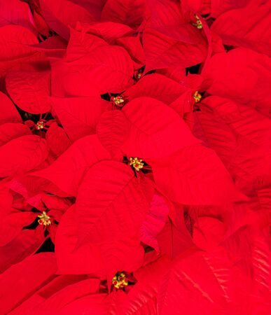 Christmas Star Flower  Red Poinsettia. Copyspace. Top viewの写真素材