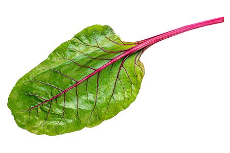 Rhubarb plant isolated on white background. Rhubarb or Rheum vegetable leaf,  close upの写真素材