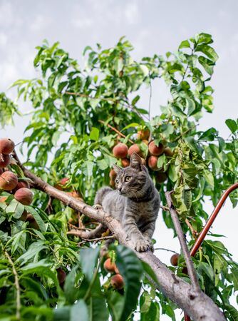 Beautiful kitten on tree close up. Summer  backgroundの写真素材